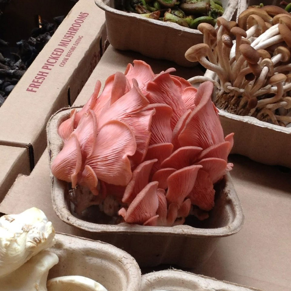 Nấm hồng ngọc - Ảnh 3