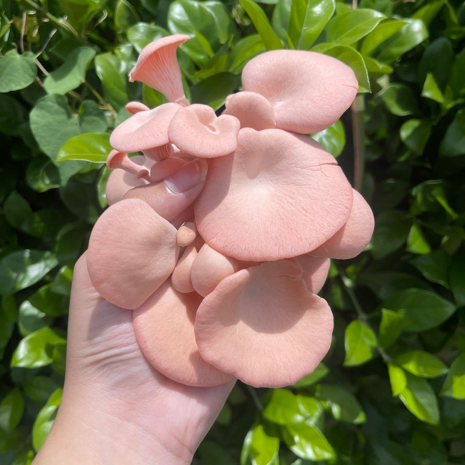 Nấm hồng ngọc - Ảnh 4