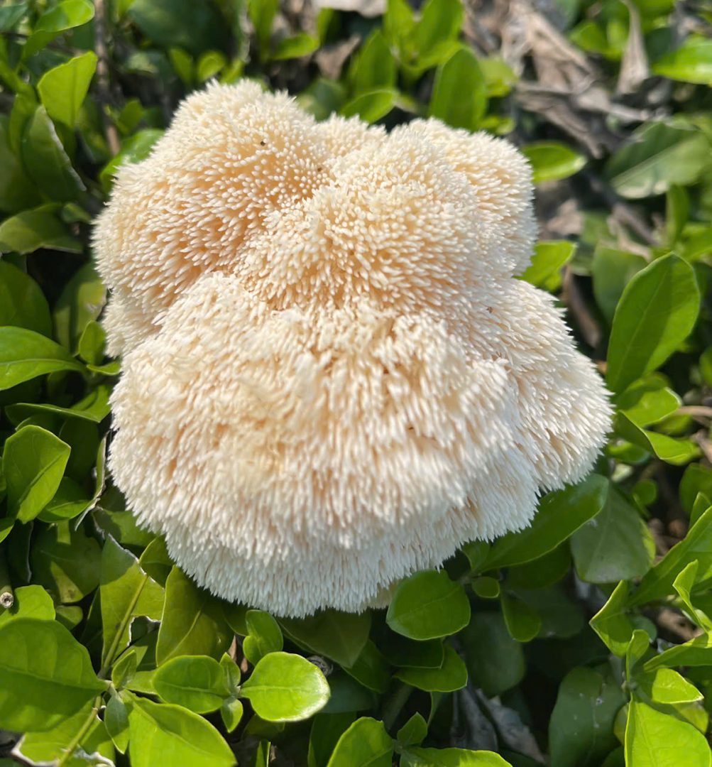 Nấm Hầu Thủ - Ảnh 2