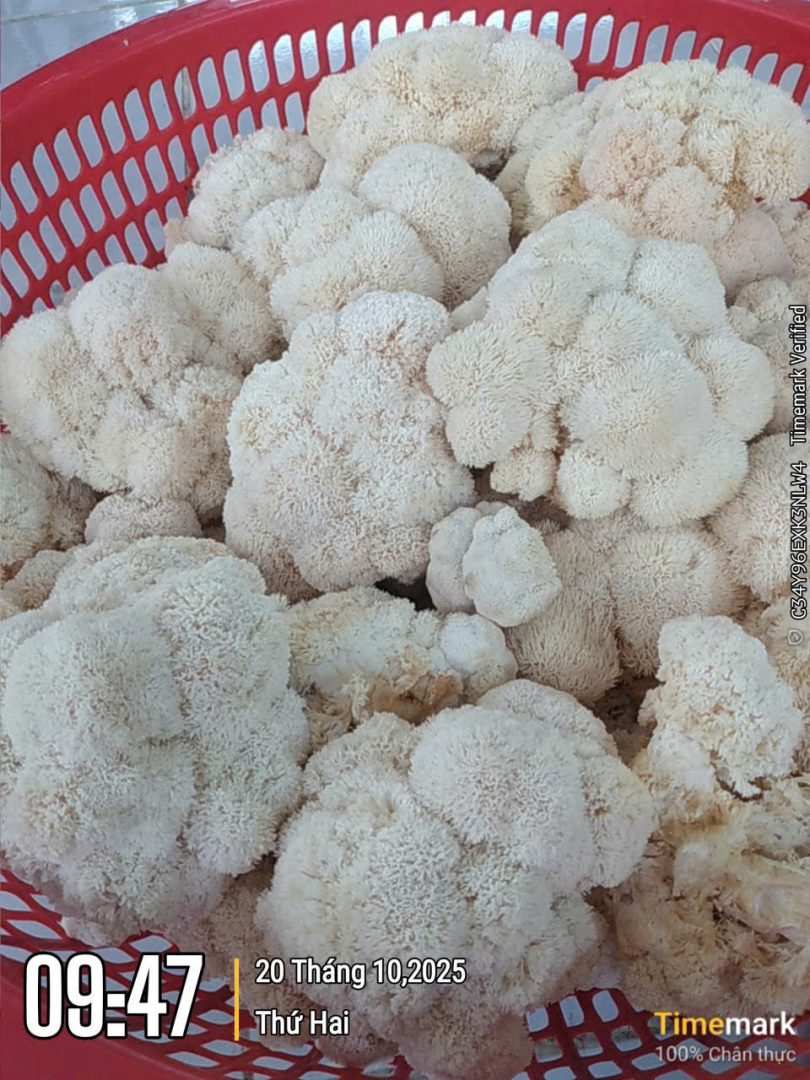 Nấm Hầu Thủ - Ảnh 3