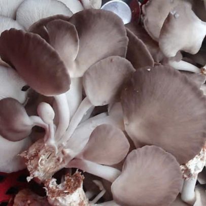 Nấm Bào Ngư Xám