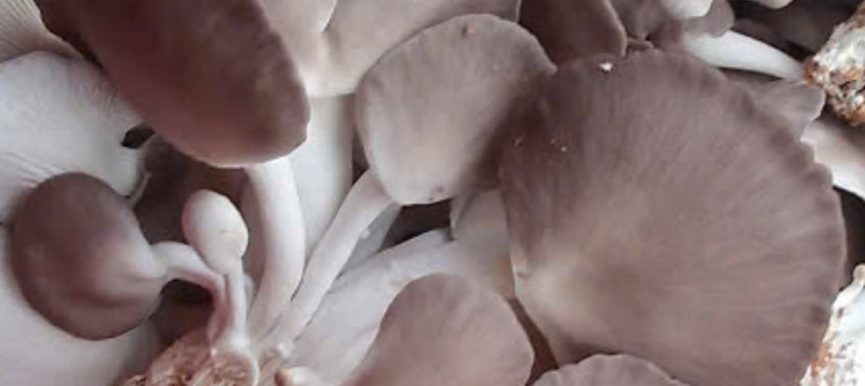 Nấm Bào Ngư Xám