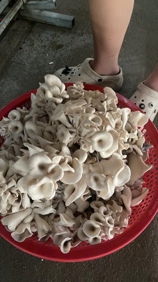 Nấm Sò thái - Ảnh 6