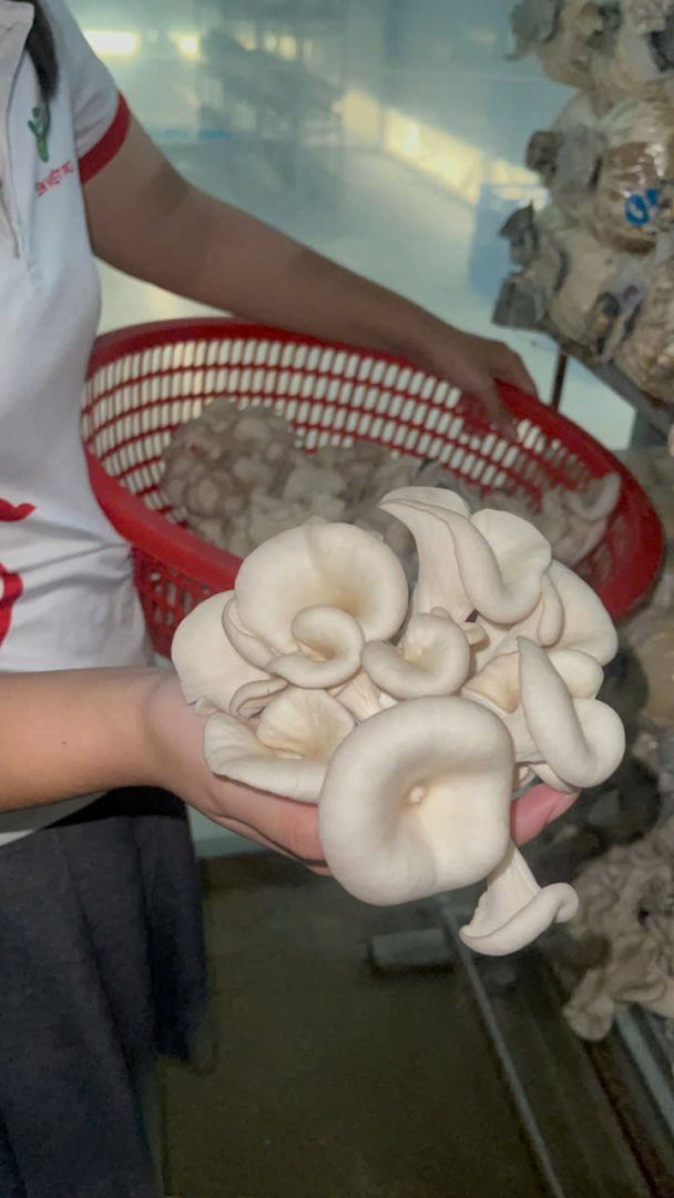 Nấm Sò thái - Ảnh 7