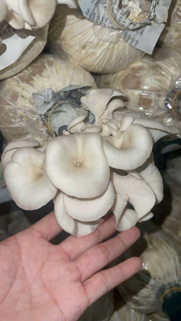 Nấm Sò thái - Ảnh 8